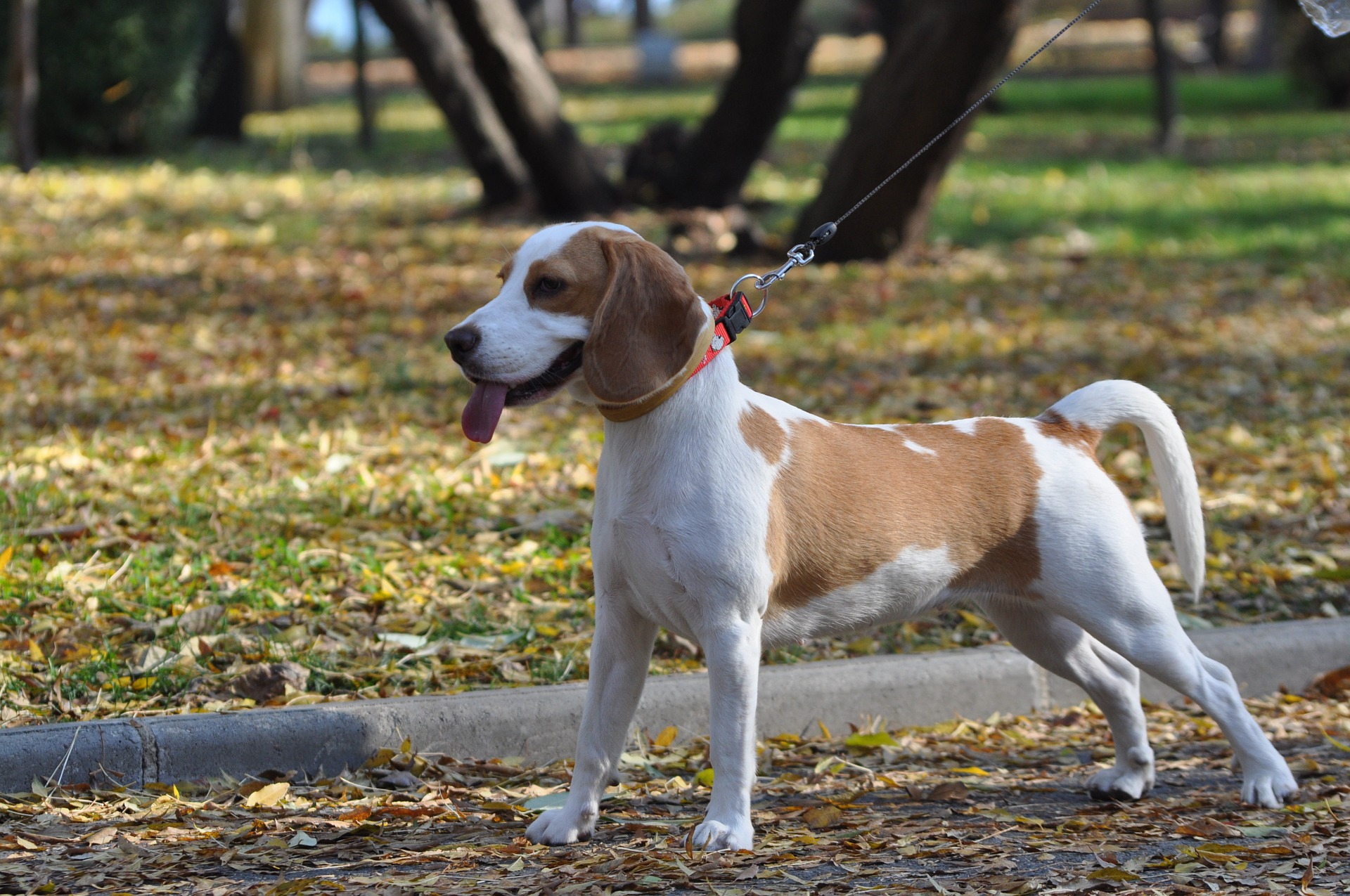    Chien Beagle Adulte Bicolore 