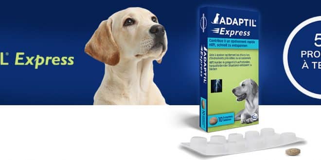 50 compléments alimentaire ADAPTIL Express pour chiens à tester sur consoanimo.com