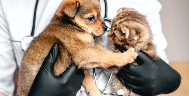 Assurances pour animaux : pourquoi détenir une telle garantie ?