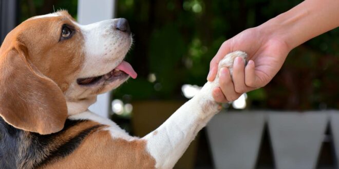 Assurance pour chien : 3 formules passées au crible