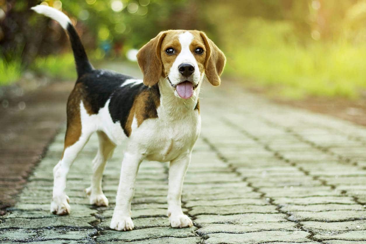 assurance santé pour chien