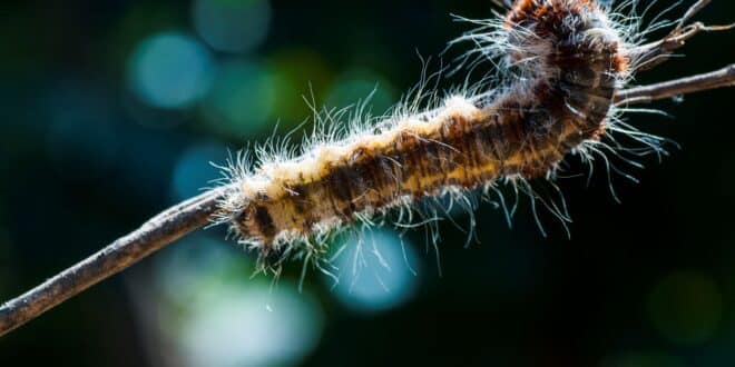 Pourquoi les chenilles processionnaires sont particulièrement dangereuses et nombreuses en 2024?