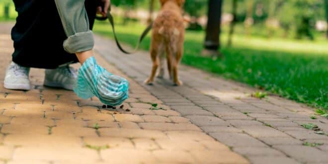 Que risque-t-on si on ne ramasse pas les crottes de son chien? Jusqu’à 750€ d’amende dans certaines communes!