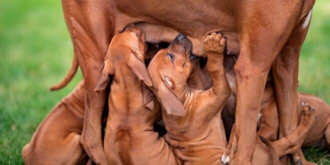 Reproduction canine : à quel âge un chien peut-il avoir des chiots en toute sécurité?