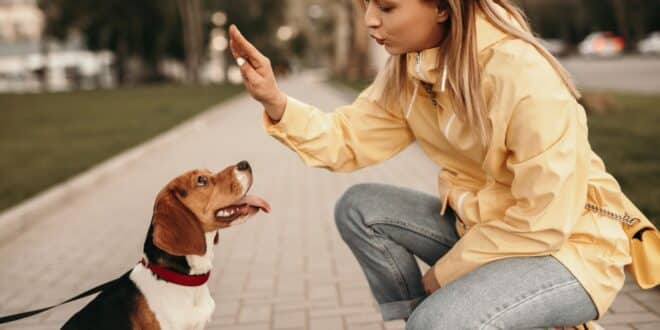 Race de chien la plus difficile à éduquer : 3 races passées à la loupe