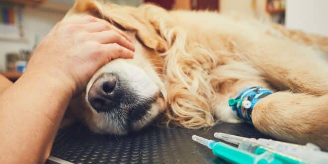 Que faire quand son chien meurt? Les démarches à réaliser après son départ