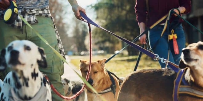 Quels est le tarif d’une pension pour chien? Prix et avantages des pensions canines