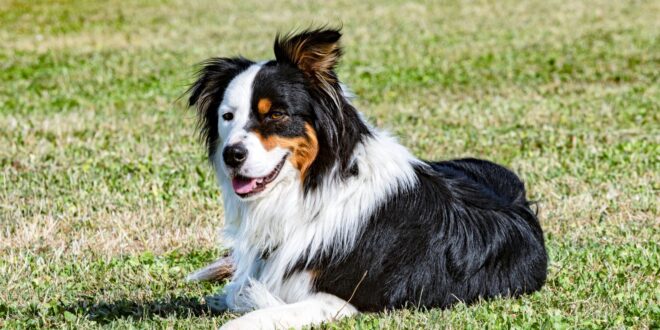 Berger australien : pourquoi est-il le chien préféré des Français ?