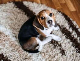 Achondroplasie chez le Beagle : tout savoir sur cette anomalie osseuse