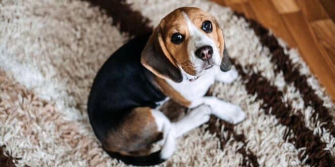 Achondroplasie chez le Beagle : tout savoir sur cette anomalie osseuse