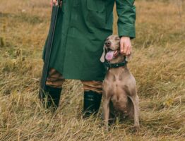 Collier GPS pour chien de chasse : un outil indispensable ?