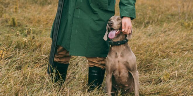 Collier GPS pour chien de chasse : un outil indispensable ?