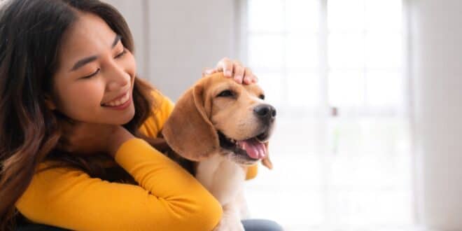 Prendre soin d’un Beagle : un compagnon actif qui nécessite soin et protection