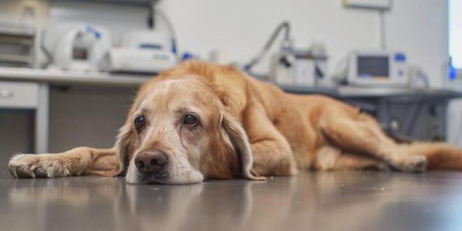 Danger : une maladie canine mortelle se propage ! Votre chien est-il en sécurité ?