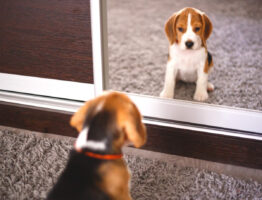 Nommer votre Beagle : comment trouver l’inspiration pour votre chiot ?