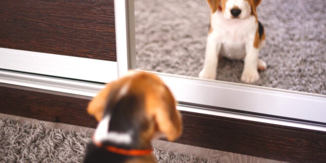 Nommer votre Beagle : comment trouver l’inspiration pour votre chiot ?