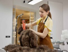 Toiletteur pour chien : découvrir le métier